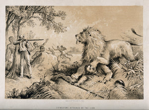 David Livingstone erlegt Löwen Grafik - Original Gusswerk